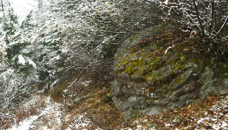 Peltigera castanea