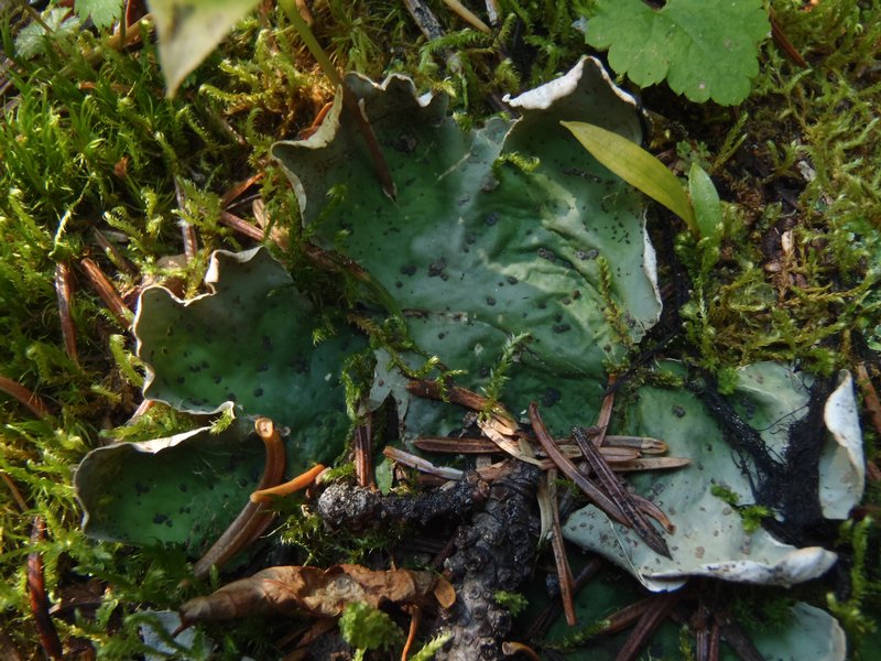 Peltigera chionophila