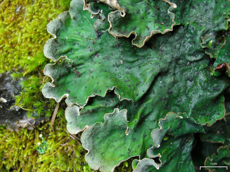 Peltigera chionophila