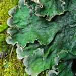 Peltigera chionophila