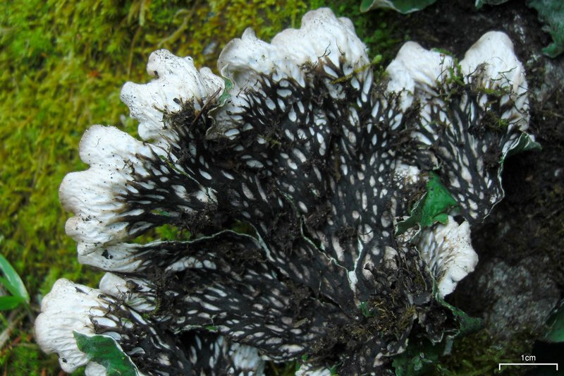 Peltigera chionophila