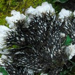 Peltigera chionophila