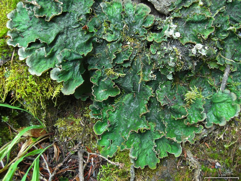 Peltigera chionophila