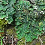 Peltigera chionophila