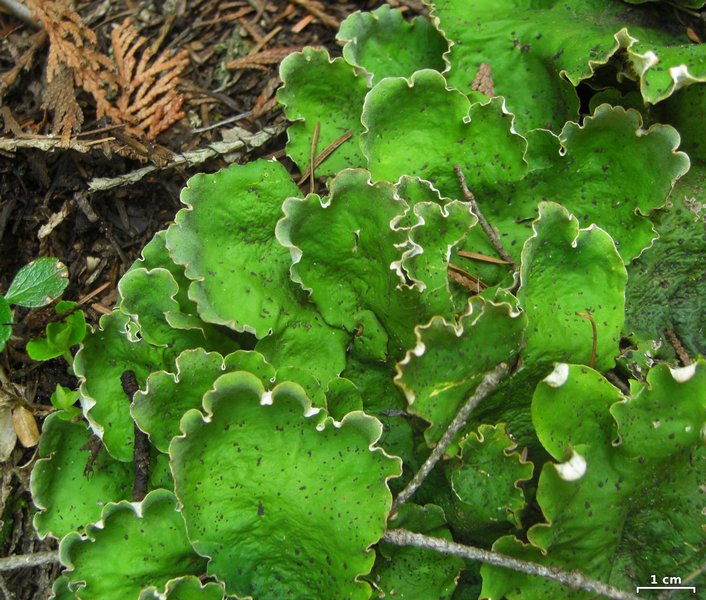 Peltigera chionophila