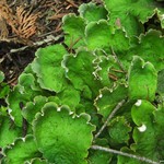 Peltigera chionophila