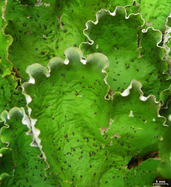 Peltigera chionophila