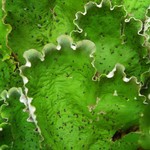 Peltigera chionophila