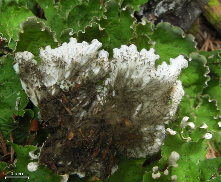 Peltigera chionophila