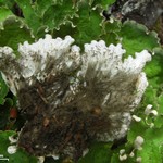 Peltigera chionophila