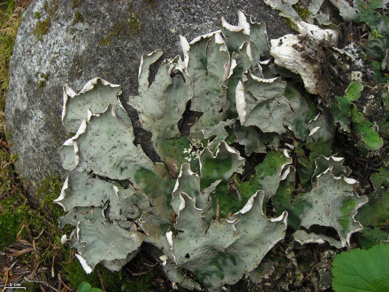 Peltigera chionophila