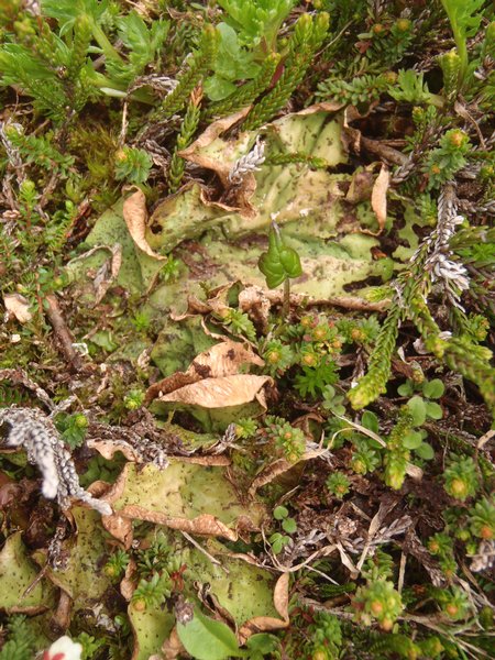 Peltigera chionophila