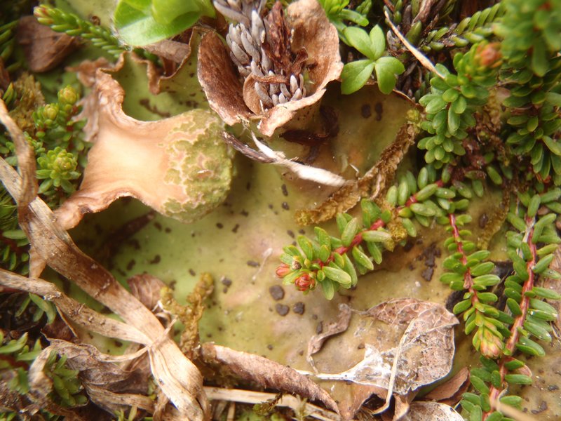 Peltigera chionophila