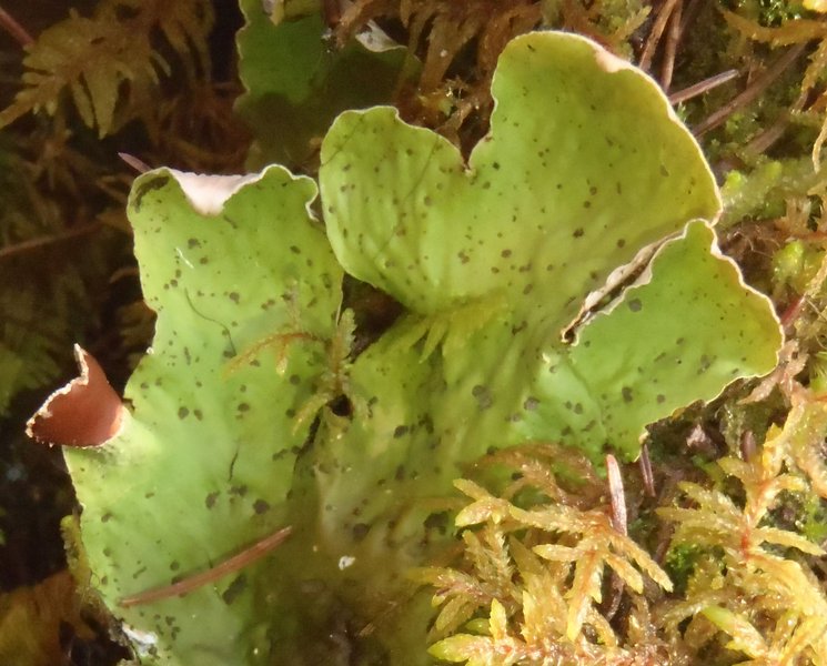 Peltigera chionophila