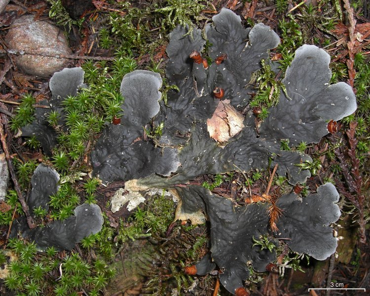 Peltigera cinnamomea