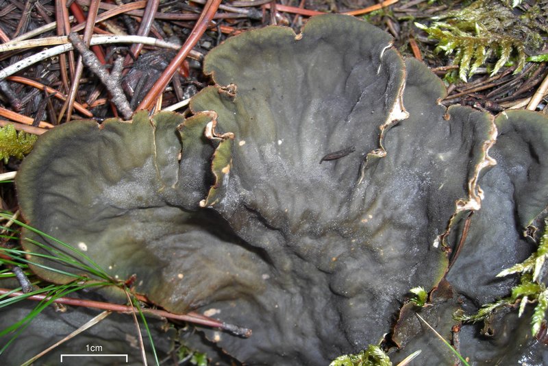 Peltigera cinnamomea
