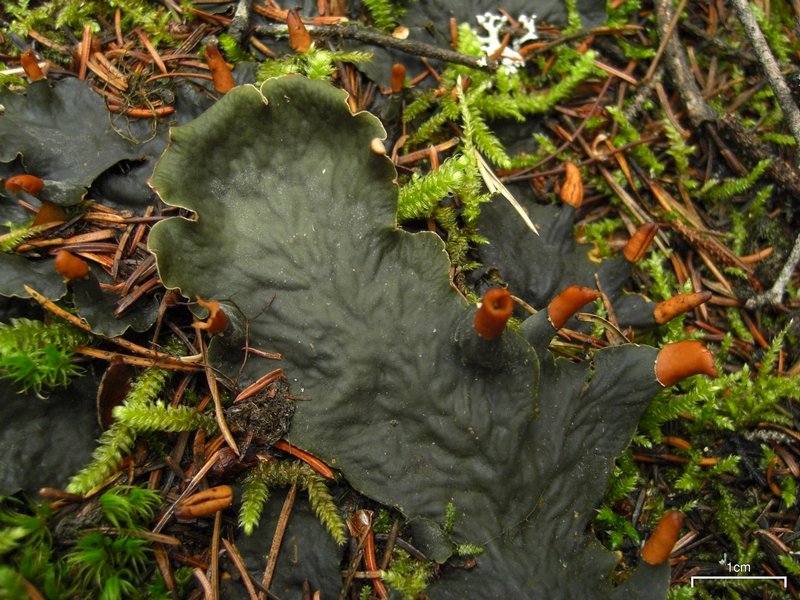 Peltigera cinnamomea