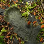 Peltigera cinnamomea