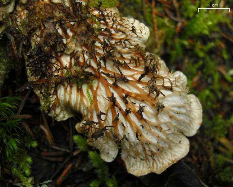 Peltigera cinnamomea
