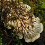 Peltigera cinnamomea