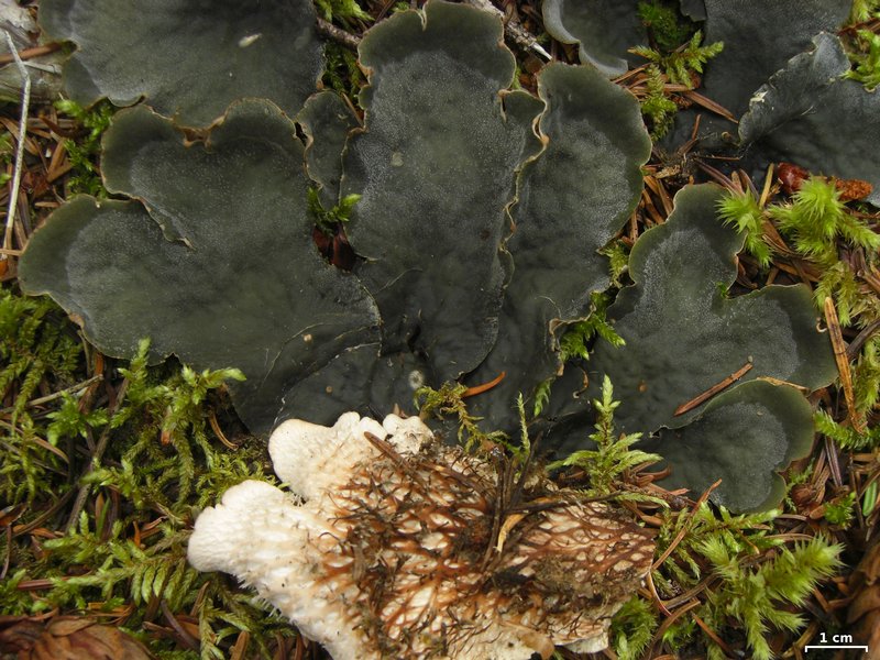 Peltigera cinnamomea