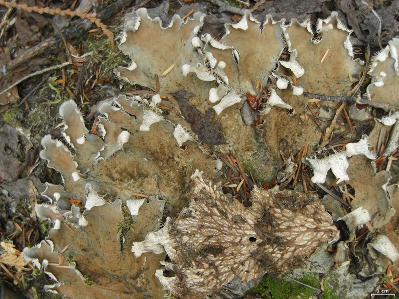Peltigera cinnamomea