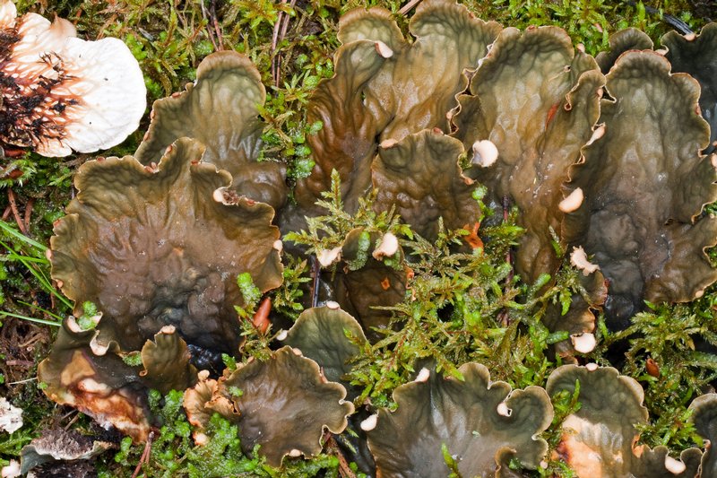 Peltigera cinnamomea