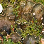 Peltigera cinnamomea