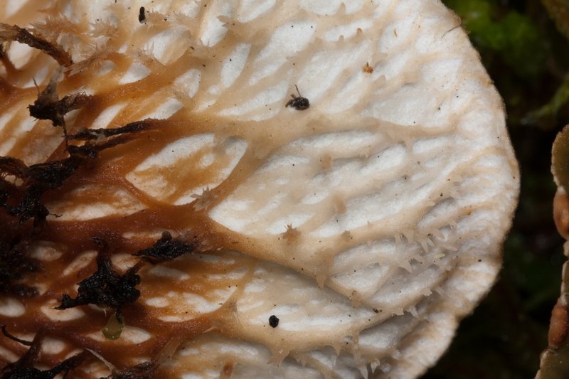 Peltigera cinnamomea