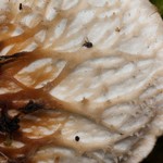 Peltigera cinnamomea