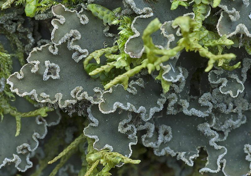 Peltigera collina