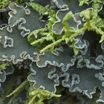 Peltigera collina