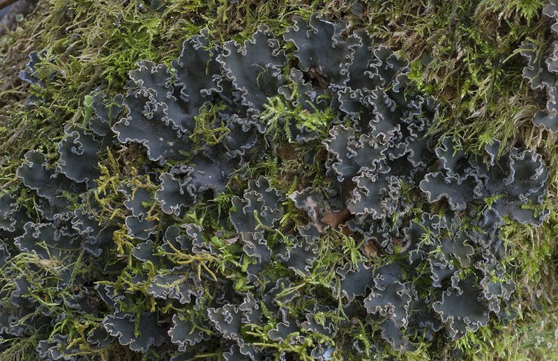 Peltigera collina