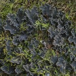 Peltigera collina