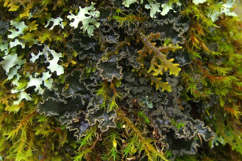 Peltigera collina