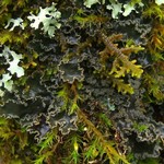 Peltigera collina