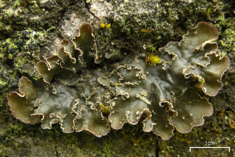 Peltigera collina