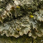 Peltigera collina