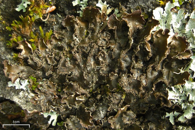 Peltigera collina