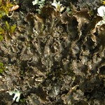 Peltigera collina