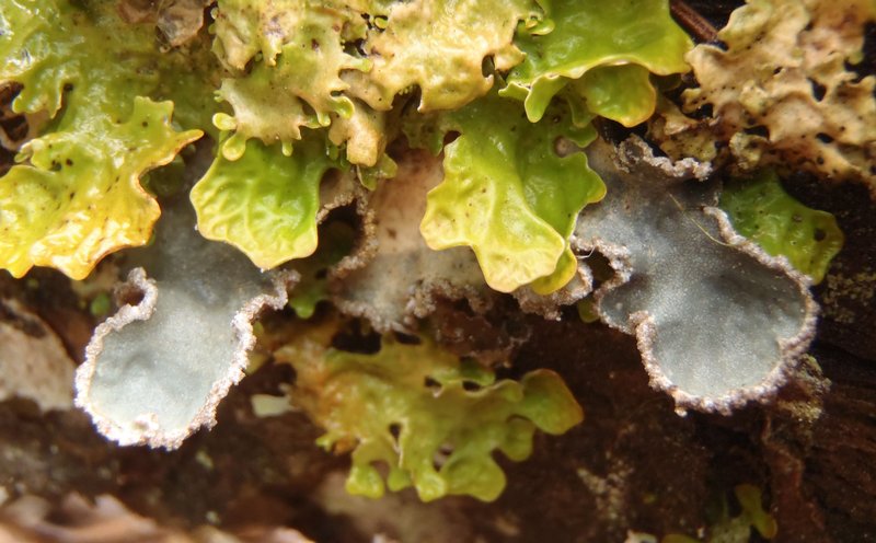 Peltigera collina