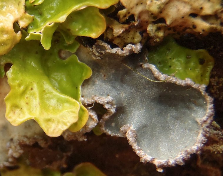 Peltigera collina