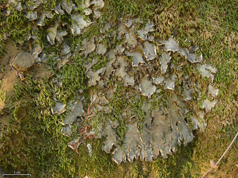 Peltigera degenii