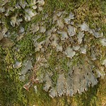 Peltigera degenii