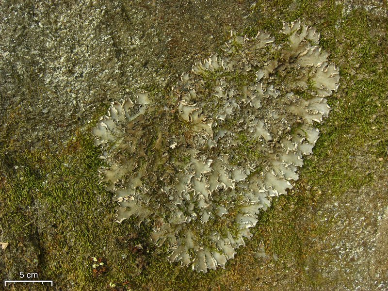 Peltigera degenii