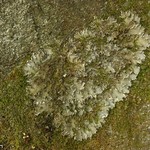 Peltigera degenii