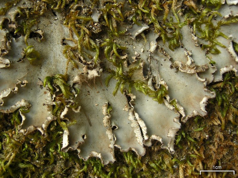 Peltigera degenii