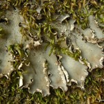 Peltigera degenii