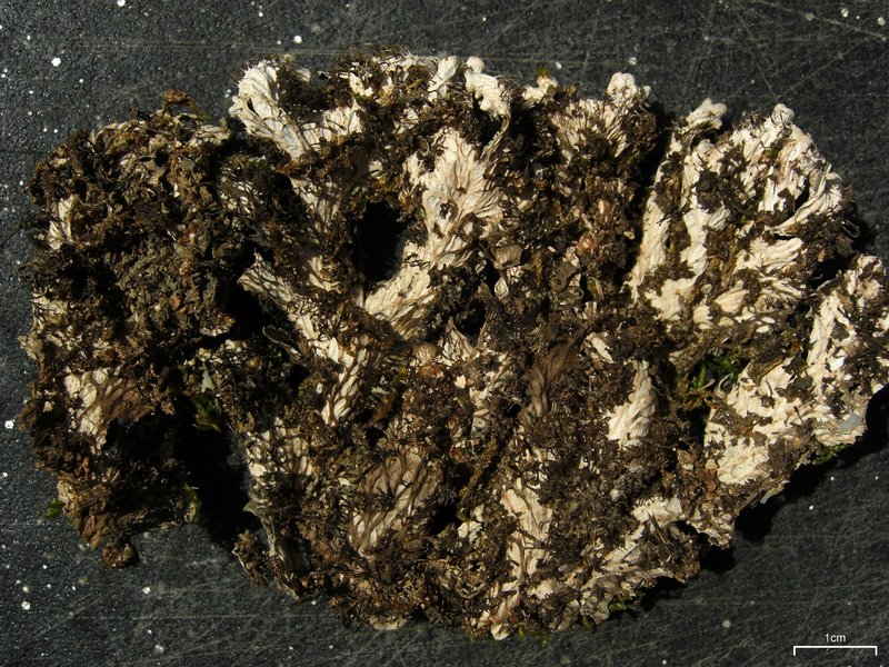 Peltigera degenii