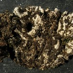 Peltigera degenii